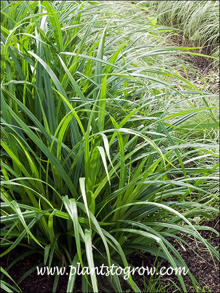 The bright green leaves, give this Carex, as the name implies, a Fresh Look.